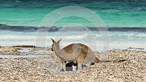 Kangaroo at lucky bay beach in Cape Le Grand National Park