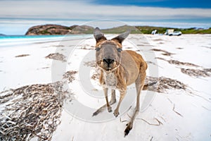 Kangaroo at Lucky Bay in the Cape Le Grand National Park