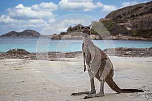 Kangaroo at Lucky Bay in the Cape Le Grand National Park near Esperance