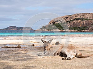 Kangaroo, Lucky Bay, Western Australia