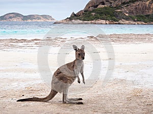 Kangaroo, Lucky Bay, Western Australia