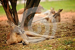 Kangaroo lying on the meadow in the zoo