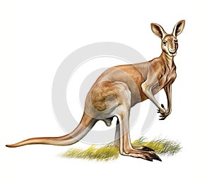 Kangaroo Macropus, realistic drawing photo