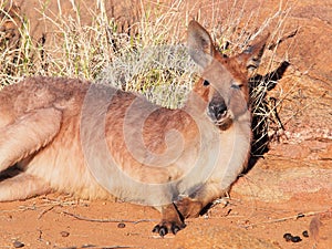 Kangaroo, Macropus rufus, resting in the warm morning sun