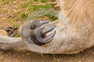 Kangaroo Macropus tasmaniensis forearms and claws