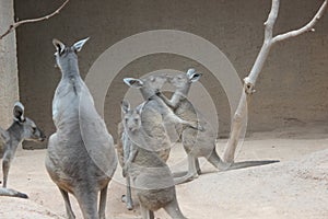 Kangaroo photo