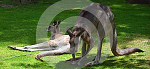 The kangaroo is a marsupial