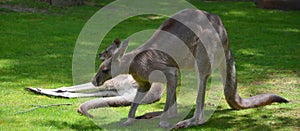 The kangaroo is a marsupial from the family Macropodidae