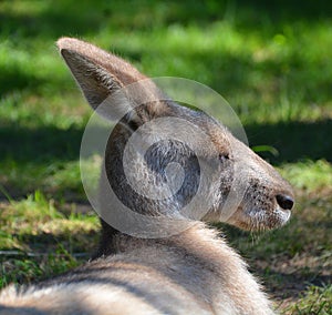 The kangaroo is a marsupial from the family Macropodidae
