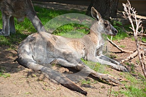 The kangaroo is a marsupial from the family Macropodidae