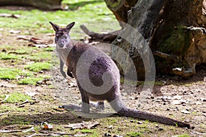 The kangaroo is a marsupial from the family Macropodidae