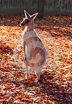The kangaroo is a marsupial from the family Macropodidae
