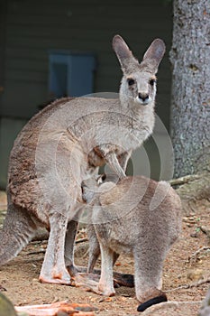 The kangaroo is a marsupial from the family Macropodidae photo