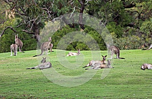 Kangaroo mob