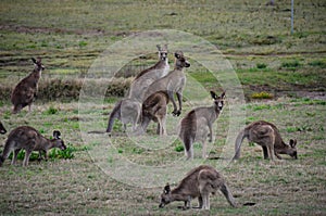 Kangaroo Mob Australia photo