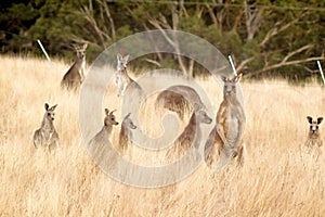 Kangaroo mob feeding on tall grass.