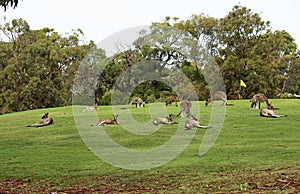 Kangaroo mob on golf course
