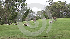 Kangaroo mob on the hill