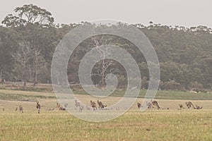 Kangaroo mob in a large field