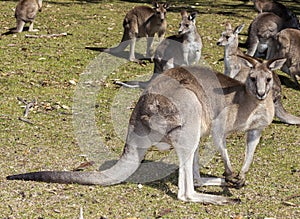 kangaroo mob a number of them
