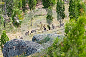 Kangaroo mob in a wild