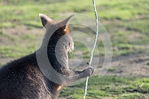 Kangaroo Mother, with a Baby Joey in the Pouch