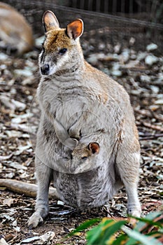 Kangaroo mum with baby in Featherdale Wildlife Park, Australia