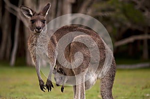 Kangaroo Mum with a Baby Joey in the Pouch photo