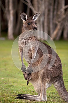 Kangaroo Mum with a Baby Joey in the Pouch