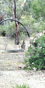 Kangaroo in my garden