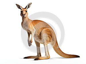 The kangaroo is native to Australia. Types of animals have marsupials in females for reproduction. Generative AI photo