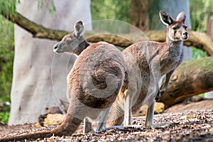 Kangaroo with natural background in Perth