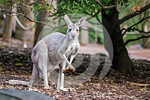 Kangaroo with natural background in Perth