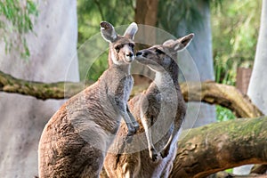 Kangaroo with natural background in Perth