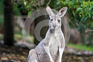 Kangaroo with natural background in Perth