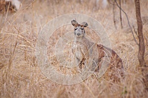 Kangaroo in natural habitat Australia photo