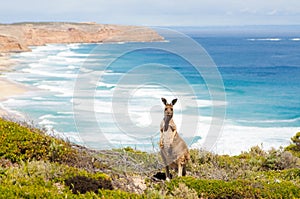 Kangaroo and ocean
