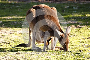 Kangaroo & Offspring - Australia