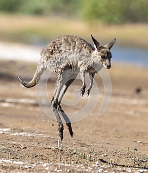 Kangaroo in outback Queensland.