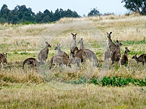 Kangaroo Pack