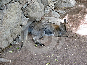Kangaroo, Palmitos Park, zoo