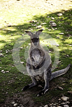 Kangaroo in park