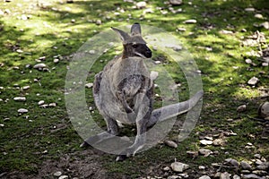 Kangaroo in park