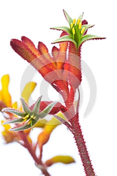 Kangaroo Paw