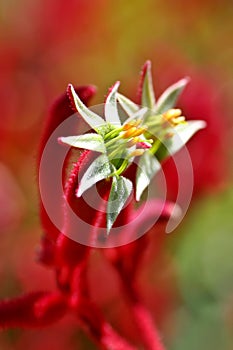 Kangaroo Paw