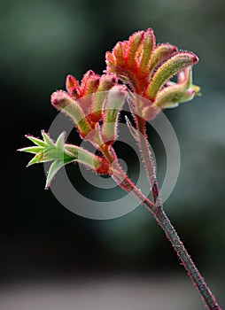 Kangaroo paw