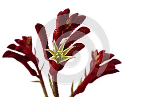 Kangaroo Paw