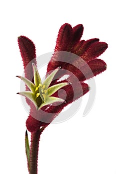 Kangaroo Paw