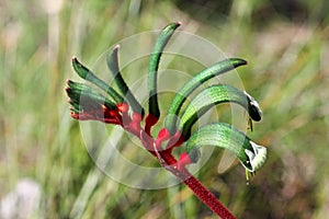 Kangaroo Paw