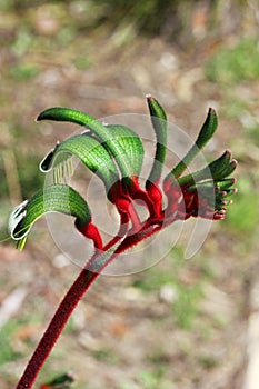 Kangaroo Paw